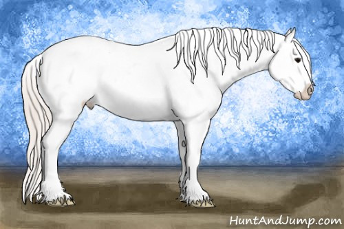 Horse Color: Silver Brown Varnish 