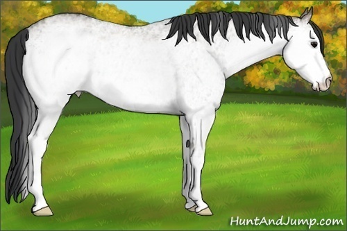 Horse Color:White Spotted Grullo Rabicano 