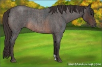 Horse Color:Brown Roan Rabicano  Brindle