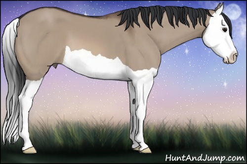 Horse Color: Brown Dun Splash 