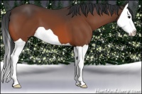 Horse Color:Bay Splash 