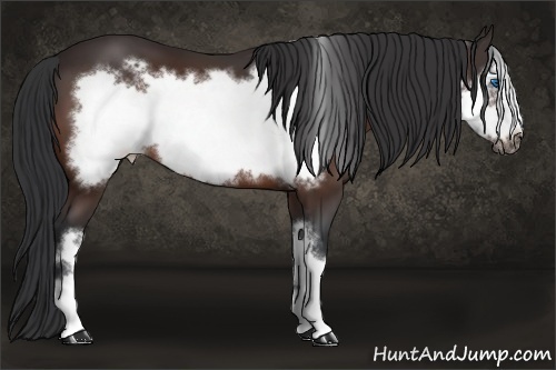 Horse Color: Bay Frame 