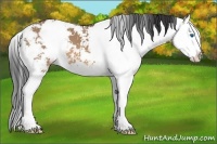Horse Color:Bay Dun Sabino Splash