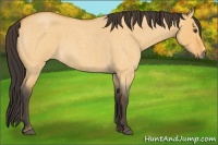 Horse Color:Buckskin Roan Dun 