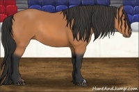 Horse Color:Bay Rabicano 