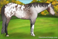 Horse Color:Gray Bay Appaloosa 
