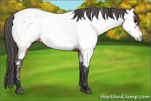 Horse Color: Brown Near Fewspot 