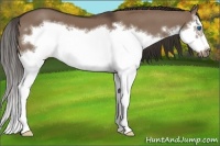 Horse Color:White Spotted Liver Red Dun Splash Frame 