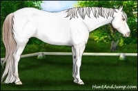 Horse Color:Amber Champagne Snowcap 