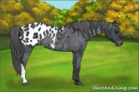 Horse Color:Black Blanket Rabicano 