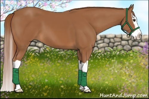 Horse Color:Chestnut Splash 