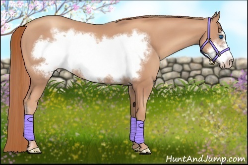 Horse Color:Gold Champagne Frame 