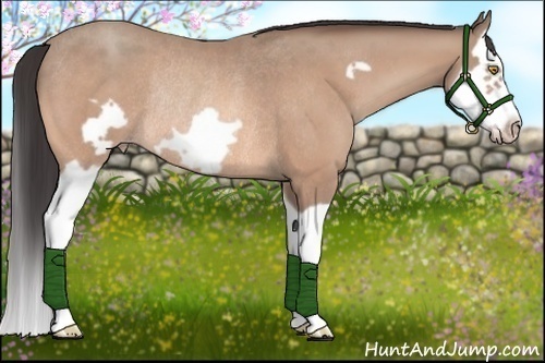 Horse Color:Amber Champagne Splash Frame Rabicano 