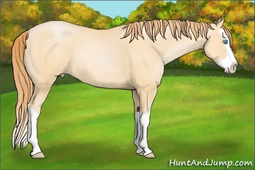 Horse Color:Buckskin Pearl Splash 