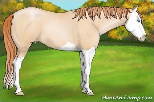 Horse Color:Amber Champagne Pearl Splash