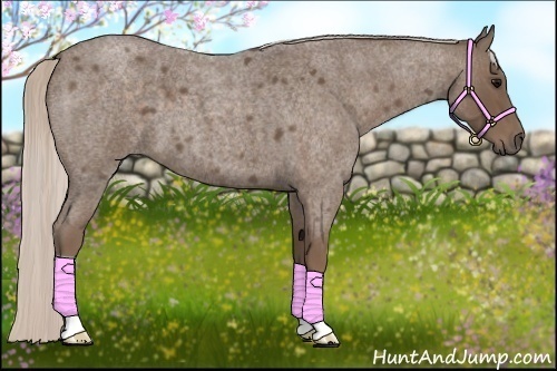 Horse Color:Silver Blue Roan 