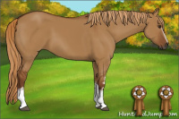 Horse Color:Gray White Spotted Red Dun 