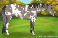 Horse Color:White Spotted Grullo