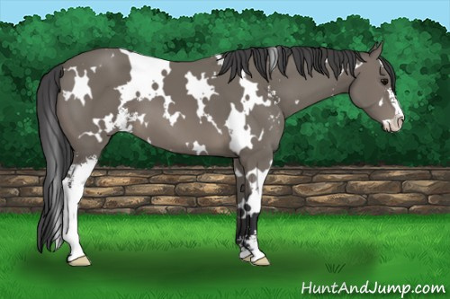 Horse Color: White Spotted Black Sabino 