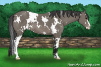 Horse Color:White Spotted Black Sabino