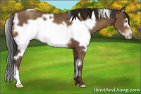 Horse Color:Gray White Spotted Amber Champagne Frame Rabicano