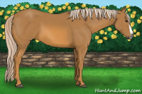 Horse Color:Gray Palomino Splash
