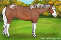 Horse Color:Silver Bay Splash Appaloosa 