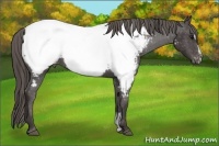 Horse Color:Smoky Black Sabino Near Fewspot Rabicano 