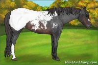 Horse Color:Brown Appaloosa 