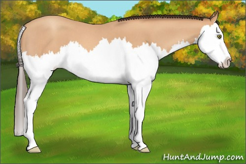 Horse Color: Amber Champagne Roan Splash 