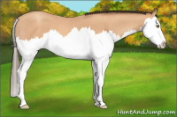 Horse Color:Amber Champagne Roan Splash