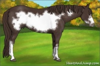 Horse Color:Liver Chestnut Frame 