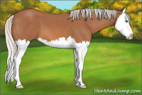 Horse Color:Silver Bay Roan Splash