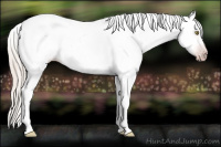 Horse Color:Gray Silver Amber Champagne Tobiano Appaloosa Rabicano 