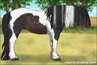 Horse Color:Brown Tobiano 