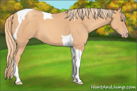 Horse Color:Gold Champagne Tobiano