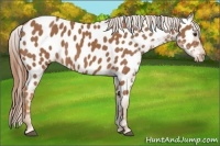 Horse Color:Chestnut Near Leopard 
