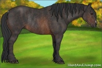 Horse Color:Brown Rabicano  Brindle