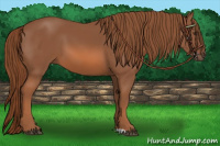 Horse Color:Liver Chestnut
