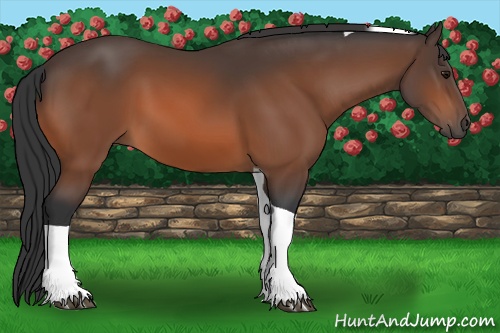 Horse Color: Unknown 