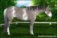 Horse Color:White Spotted Grullo 