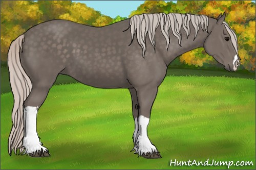 Horse Color: Silver Black 