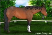 Horse Color:Bay 