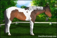 Horse Color:Brown Tobiano 