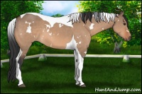 Horse Color:White Spotted Bay Dun Tobiano 