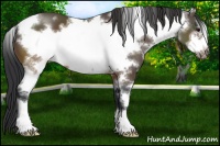 Horse Color:White Spotted Brown Sabino Frame 