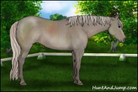Horse Color:Silver Grullo 