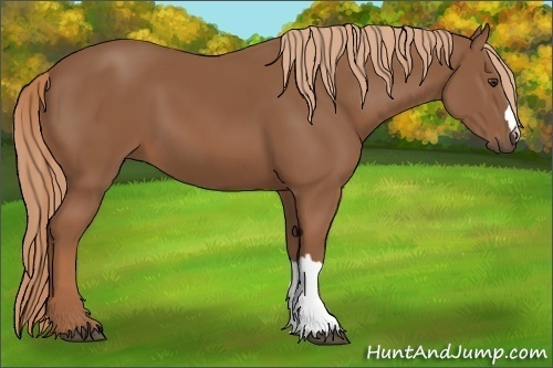Horse Color: Chestnut 