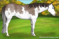 Horse Color:Bay Splash Rabicano 