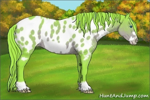 Horse Color:Watercolor Liver Chestnut Frame Appaloosa 